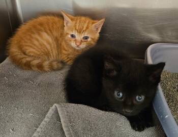 Domestic Short Hair Cats Available for Adoption in Mocksville, North Carolina - Lexi Kitten 2(Oliver) | PetCurious
