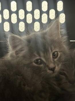 Chanel -  Domestic Long Hair and Domestic Short Hair Cat for Adoption in West Chester, Pennsylvania - Chanel | PetCurious