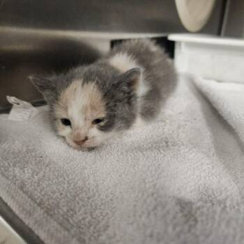 Tammy -  Domestic Short Hair Cat for Adoption in Evensville, Tennessee - Tammy | PetCurious