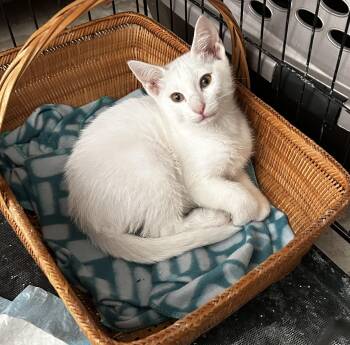 Diamond -  American Shorthair Cat for Adoption in Meeker, Oklahoma - Diamond | PetCurious