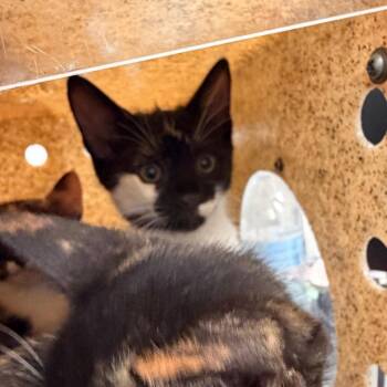Gary -  Domestic Short Hair Cat for Adoption in Philadelphia, Pennsylvania - Gary | PetCurious