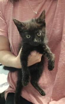 Ilene -  Domestic Short Hair Cat for Adoption in Dickson, Tennessee - Ilene | PetCurious