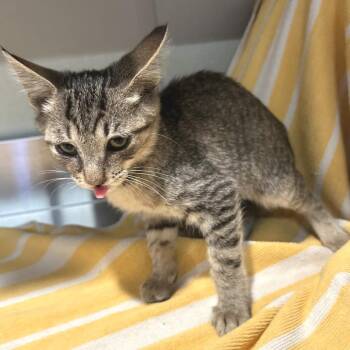 IVHS-Stray-143753 -  Domestic Short Hair Cat for Adoption in San Gabriel, California - IVHS-Stray-143753 | PetCurious