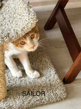 Rescue Domestic Short Hair Cats for Adoption in Parkville, Maryland - Sailor | PetCurious