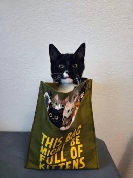 Rescue Tuxedo and Domestic Short Hair Cats for Adoption in Sacramento, California - Hatake Wasabi | PetCurious