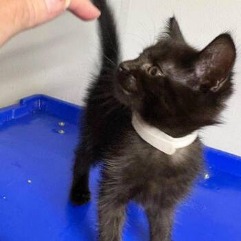 Iris -  Domestic Medium Hair Cat for Adoption in Fairway, Kansas - Iris | PetCurious