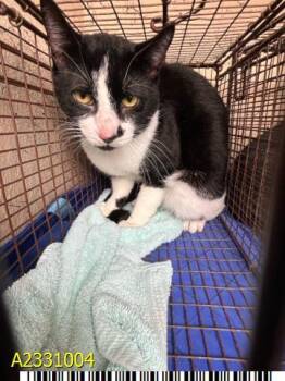 Domestic Short Hair Cats Available for Adoption in West Palm Beach, Florida - THOR | PetCurious