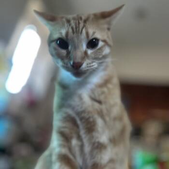 Chimo -  Domestic Short Hair Cat for Adoption in Philadelphia, Pennsylvania - Chimo | PetCurious