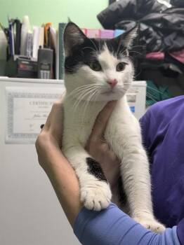 Domestic Short Hair Cats Available for Adoption in Killeen, Texas - PESTO | PetCurious