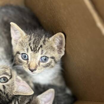 Georgie -  Domestic Short Hair Cat for Adoption in Philadelphia, Pennsylvania - Georgie | PetCurious