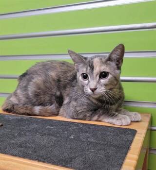 PRECIOUS -  Domestic Short Hair Cat for Adoption in St. Peters, Missouri - PRECIOUS | PetCurious