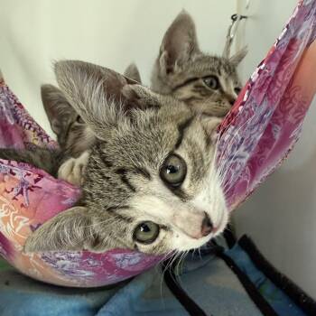 Baguette -  Domestic Short Hair Cat for Adoption in Oakland, California - Baguette | PetCurious
