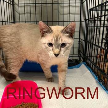 Plano -  Domestic Short Hair Cat for Adoption in Stephenville, Texas - Plano | PetCurious
