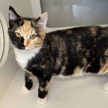 Pallet -  Calico and Tortoiseshell Cat for Adoption in Cincinnati, Ohio - Pallet | PetCurious