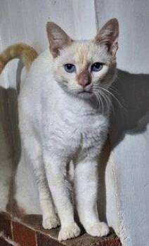 COTTON -  Siamese Cat for Adoption in Franklin, Tennessee - COTTON | PetCurious
