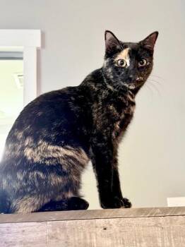 Domestic Short Hair Cats Available for Adoption - Coraline | PetCurious