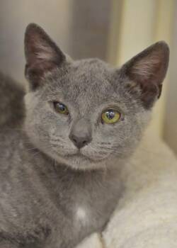 Gary 64046 -  Domestic Short Hair Cat for Adoption in Aiken, South Carolina - Gary 64046 | PetCurious