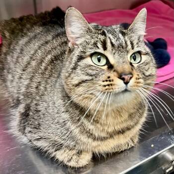 Rescue Domestic Short Hair Cats for Adoption in Eastsound, Washington - Adele | PetCurious