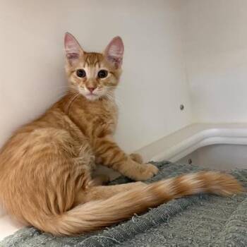 Outback -  Domestic Short Hair Cat for Adoption in Phoenix, Arizona - Outback | PetCurious