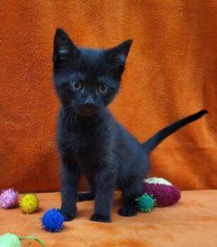Felix -  Domestic Short Hair Cat Available for Adoption in Bucyrus, Ohio - Felix | PetCurious