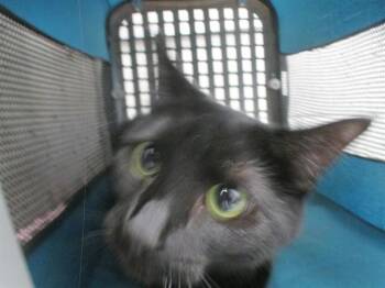 BOURBAN -  Domestic Short Hair Cat for Adoption in Ocala, Florida - BOURBAN | PetCurious