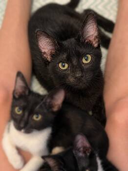 Danger Ehren -  Domestic Short Hair Cat for Adoption in Houston, Texas - Danger Ehren | PetCurious