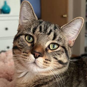 Leo - Home to Home -  Domestic Short Hair Cat for Adoption in South Elgin, Illinois - Leo - Home To Home | PetCurious