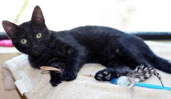 MARTA - MY ADOPTION FEE IS HALF PRICE IN JUNE -  Domestic Short Hair Cat for Adoption in San Clemente, California - MARTA - MY ADOPTION FEE IS HALF PRICE IN JUNE | PetCurious