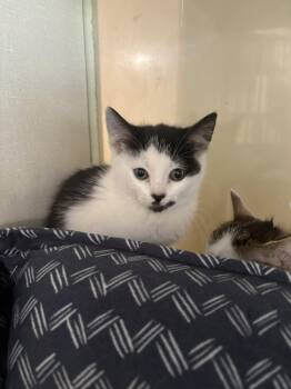 Licorice -  Domestic Short Hair Cat for Adoption in Yardley, Pennsylvania - Licorice | PetCurious