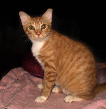 Mona -  Tabby Cat for Adoption in Oakland Park, Florida - Mona | PetCurious