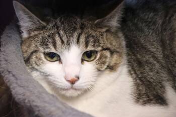 Domestic Short Hair Cats Available for Adoption - Edgar | PetCurious