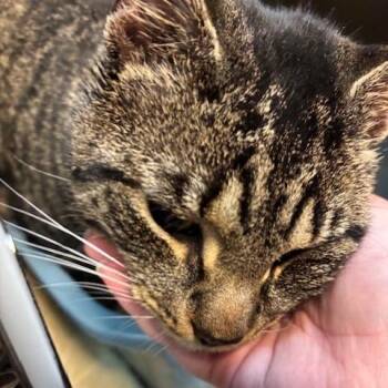 Domestic Short Hair Cats Available for Adoption - Chili Con Queso | PetCurious