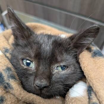 Onyx -  Domestic Short Hair Cat for Adoption in Jeffersonville, Indiana - Onyx | PetCurious