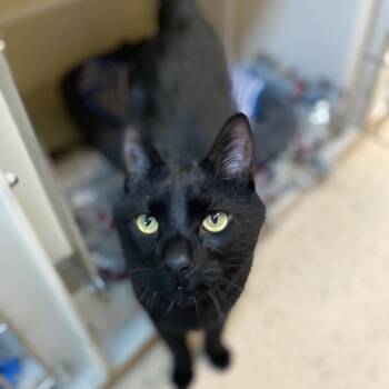 American Shorthair Cats Available for Adoption - Grimm | PetCurious