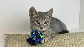 Watson -  Domestic Short Hair Cat for Adoption in Chestertown, Maryland - Watson | PetCurious