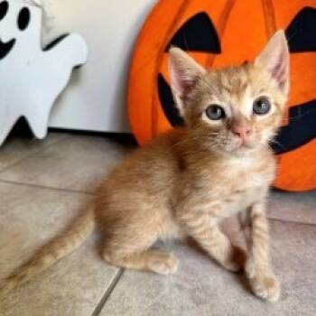 Rescue Domestic Short Hair Cats for Adoption in San Antonio, Texas - Flame | PetCurious