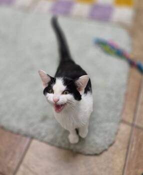 Domestic Short Hair Cats Available for Adoption in South Bend, Indiana - Piglet | PetCurious