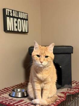 XANDER -  Domestic Short Hair Cat for Adoption in St. Peters, Missouri - XANDER | PetCurious