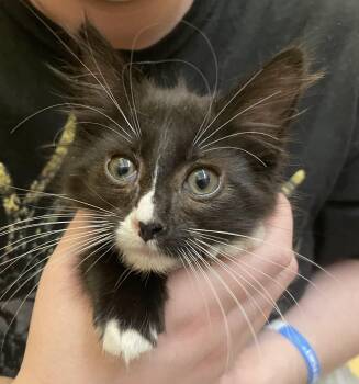 Terence -  Tuxedo Cat for Adoption in Albuquerque, New Mexico - Terence | PetCurious
