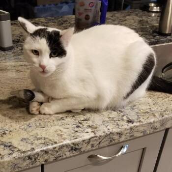 Paris -  Domestic Short Hair Cat for Adoption in Las Vegas, Nevada - Paris | PetCurious