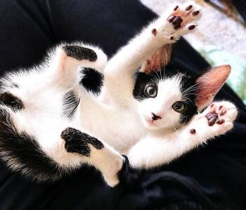 Benz -  Domestic Short Hair and Tuxedo Cat for Adoption in Fort Myers, Florida - Benz | PetCurious
