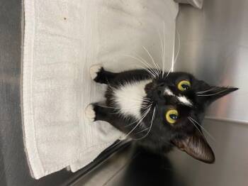 Rescue Domestic Short Hair Cats for Adoption in Lanett, Alabama - Elvira | PetCurious