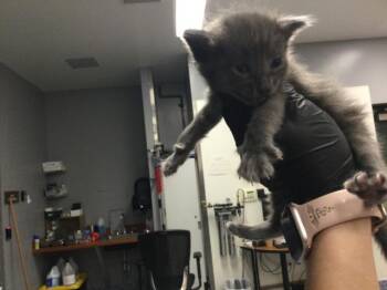 MIKE -  Domestic Short Hair Cat for Adoption in Thousand Palms, California - MIKE | PetCurious