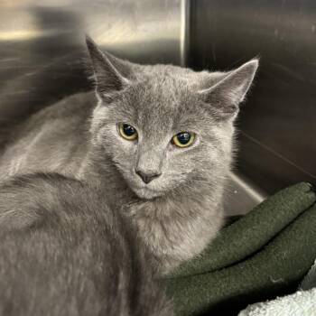 Domestic Short Hair Cats Available for Adoption in Medford, Oregon - Max | PetCurious