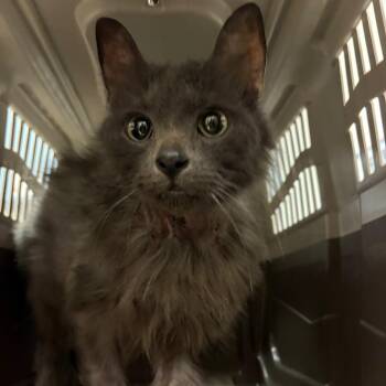 Nanny McPhee -  Domestic Long Hair Cat for Adoption in Charleston, West Virginia - Nanny McPhee | PetCurious