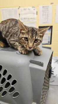 Leona -  Domestic Short Hair Cat for Adoption in Crossville, Tennessee - Leona | PetCurious