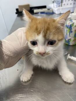 Rescue Domestic Short Hair Cats for Adoption in West Chester, Pennsylvania - Nelson | PetCurious