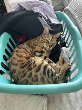 Rescue Bengal Cats for Adoption in St. Petersburg, Florida - Saber | PetCurious
