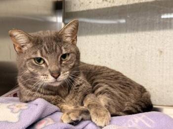 Domestic Short Hair Cats Available for Adoption in Fort Worth, Texas - Laudun | PetCurious