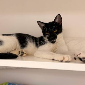 Oleander -  Domestic Short Hair Cat for Adoption in Philadelphia, Pennsylvania - Oleander | PetCurious